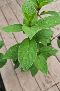 Гортензия метельчатая Сильвер Доллар (Silver Dollar)