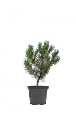 Сосна густоцветковая Лоу Глоу (Low Glow)