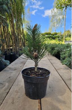 Сосна Гельдрейха Линденхоф (Lindenhof)