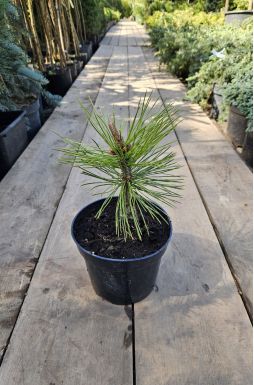 Сосна Гельдрейха Минт Траффл (Mint Truffle)