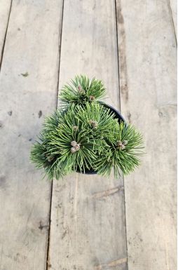 Сосна горная Альмхут (Almhutte)