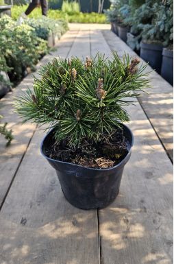 Сосна горная Гном Фидлинг (Gnom Findling)