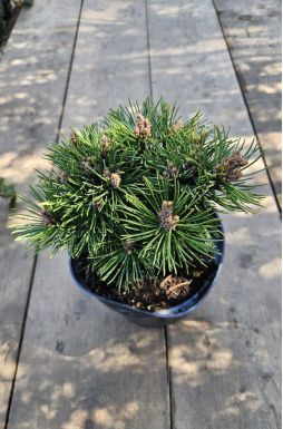 Сосна горная Гном Фидлинг (Gnom Findling)