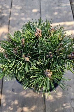 Сосна горная Гном Фидлинг (Gnom Findling)