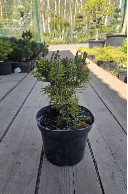 Сосна горная Грюне Кугель (Grune Kugel)