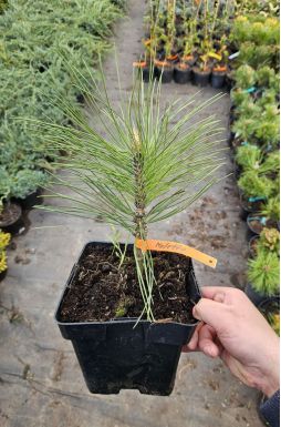 Сосна черная Молетте (Molette)