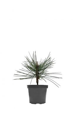 Сосна черная Шольц (Scholz)