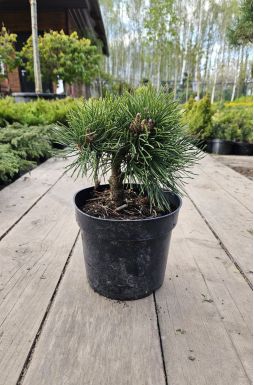 Сосна горная Грюн Велл (Grune Welle)