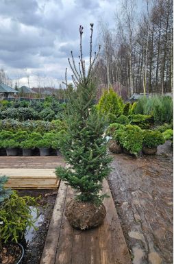 Пихта Фразера (Fraseri)