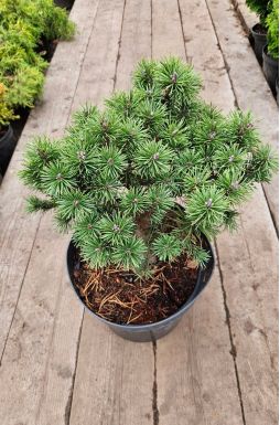 Сосна горная Мопс (Mops)