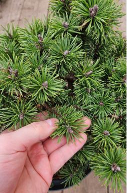 Сосна горная Мопс (Mops)