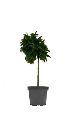 Ель обыкновенная Форманек на штамбе (Formanek Pa)