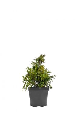 Туя западная Эшрихс Грюне Кугель (Eschrich Grune Kugel)