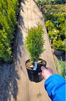 Туя западная Хозери (Hoseri)