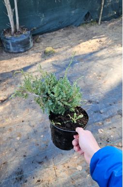 Можжевельник чешуйчатый Холгер (Holger)