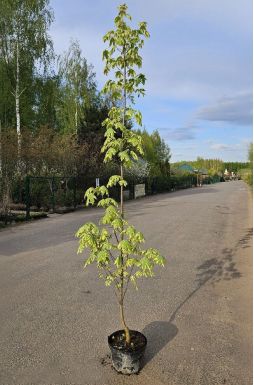 Клен остролистный Друммонди (Drummondi)