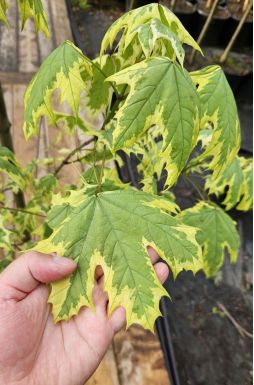 Клен остролистный Друммонди (Drummondi)