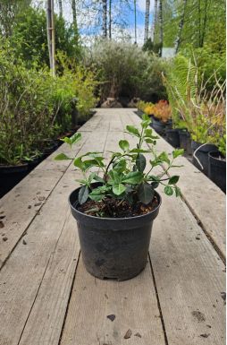 Бересклет форчуна Дартс Бланкет (Darts Blanket)