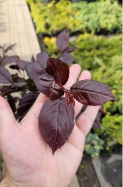 Яблоня Лемойнэй (Lemoinei)