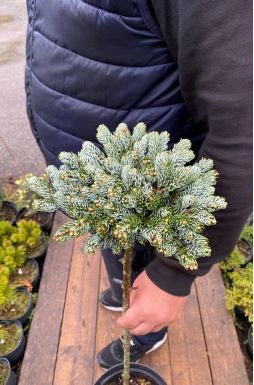 Пихта корейская Айс Брейкер на штамбе (Ice breaker Pa)