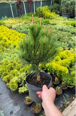 Сосна горная Лаурин (Laurin)