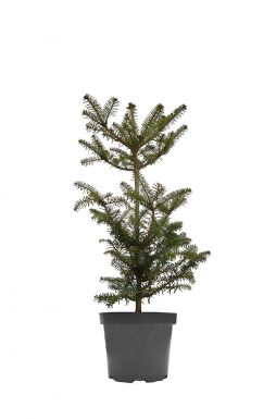 Пихта корейская