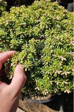 Пихта корейская Кристалкюгел на штамбе (Kristallkugel Ра)