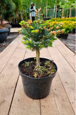 Пихта корейская Дискус (Discus)