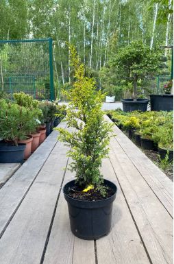 Можжевельник обыкновенный Голд Кон (Gold cone)