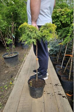 Можжевельник средний Голд Стар на штамбе (Gold star Pa)