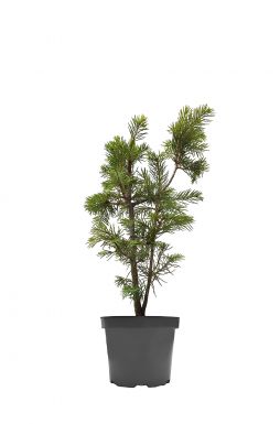 Пихта одноцветная