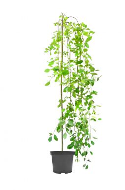 Ива козья Пендула на штамбе (Pendula Pa)