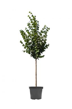 Липа мелколистная