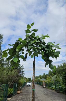 Вяз шершавый Кампердоуни (Camperdownii)