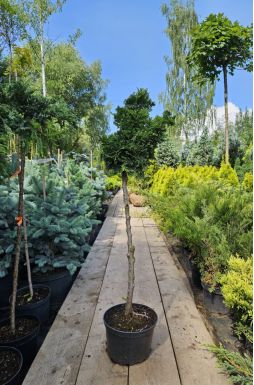 Кипарисовик тупой Грацилис на штамбе (Gracilis Pa)