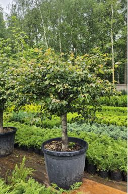 Липа мелколистная Грин Глобе (Green Globe)