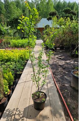 Айва японская в ассортименте