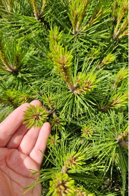 Сосна чёрная Брепо на штамбе (Brepo Pa)