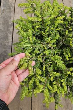 Ель обыкновенная Нидиформис (Nidiformis)