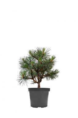 Сосна черная Хорнибрукиана (Hornibrookiana)