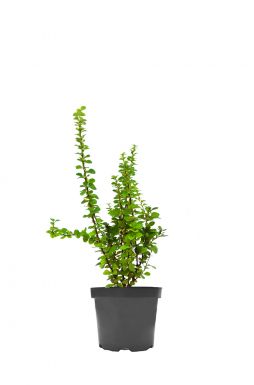 Барбарис тунберга Поуввов (Powwow)