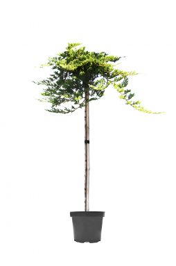 Можжевельник горизонтальный Блю Чип на штамбе (Blue chip Pa)