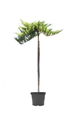 Можжевельник горизонтальный Принц Уэльский на штамбе (Prince of wales Pa)