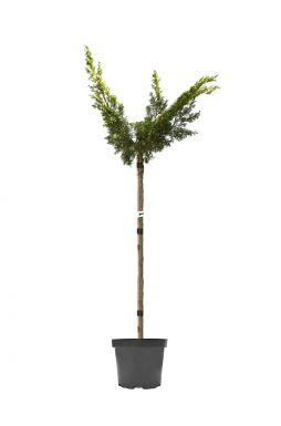 Можжевельник китайский Плюмоза Ауреа (Plumosa aurea Pa)