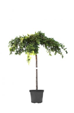 Можжевельник прибрежный Эмеральд Сиа на штамбе (Emerald sea Pa)