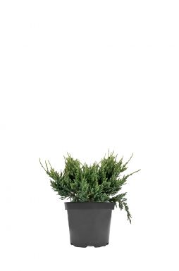 Можжевельник чешуйчатый Холгер (Holger)