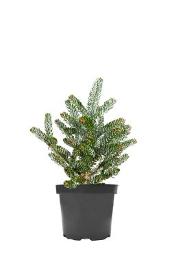 Пихта корейская Сильвер Стар (Silver Star)