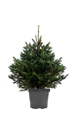 Пихта Фразера (Fraseri)