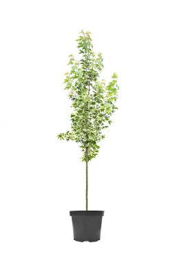 Клен остролистный Друммонди (Drummondi)