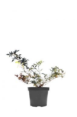 Бузина черная Герда (Gerda)